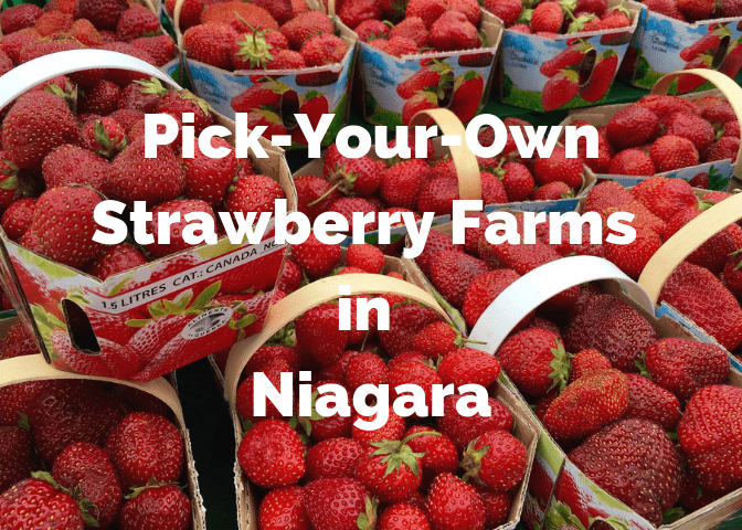 Earn Over $16/Hour Picking Fruit in Niagara