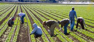 Farm Worker Wanted On Diversified Organic Farm – Holland Centre Ontario, Canada