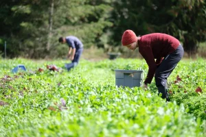 Jobs Openings At Lahave River Berry Farm Inc. – Middle LaHave, Nova Scotia