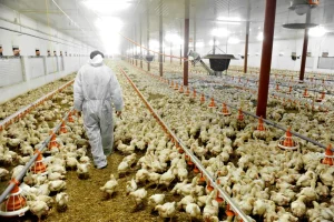 Jobs Openings At Riverdale Poultry – Wingham, Ontario