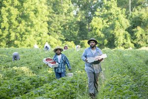 Work For Foreigners In Canada With Free Sponsorships – Farm Worker