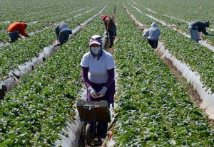 Work For Foreigners In Canada – Farm Worker