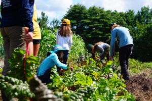 Farm and Garden Assistants Is Urgently Needed In Strathmere Farms Inc – Ontario, Canada