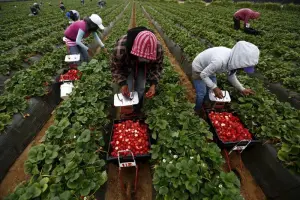 Fruit Or Vegetable Picker Is Urgently Needed In Langton